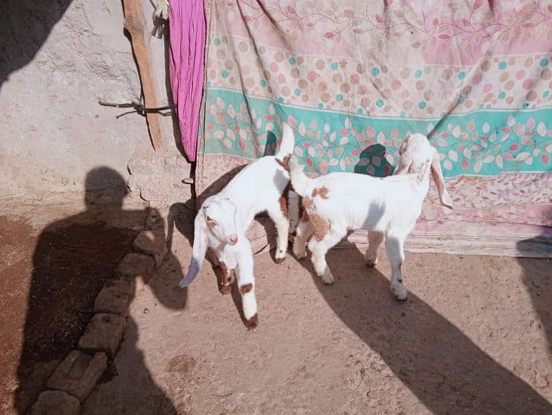 Desi bakri 2 bachy ka sathe urgent sale 03441219160 11