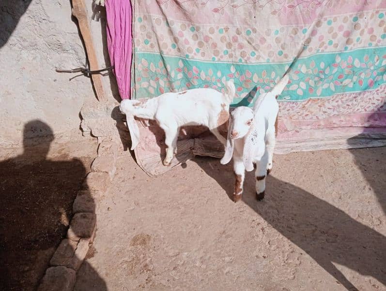 Desi bakri 2 bachy ka sathe urgent sale 03441219160 13