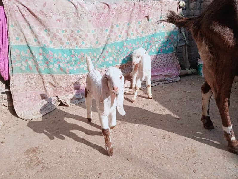 Desi bakri 2 bachy ka sathe urgent sale 03441219160 14