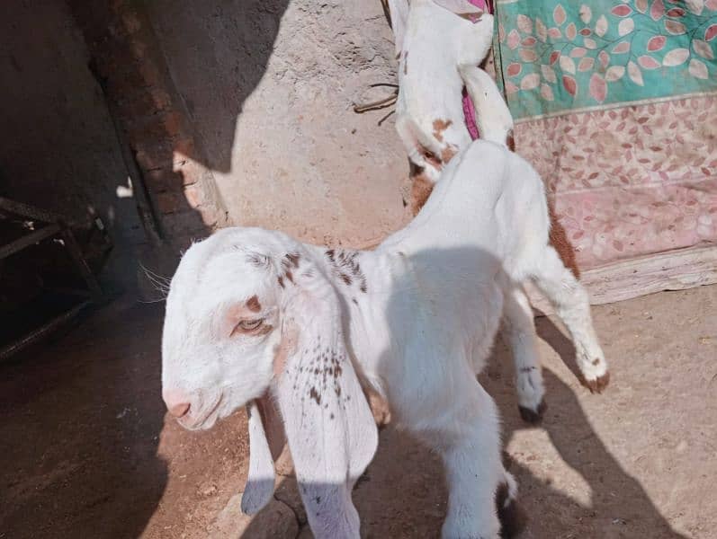 Desi bakri 2 bachy ka sathe urgent sale 03441219160 15