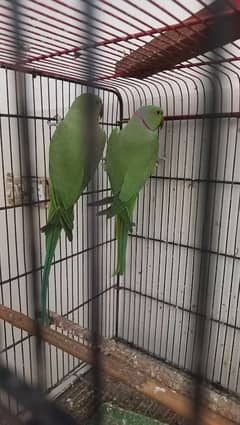 Green parrot breeder Pair for sale