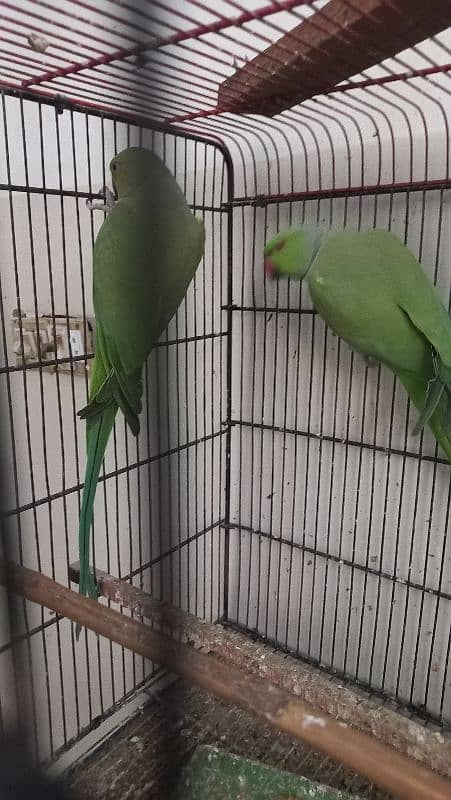 Green parrot breeder Pair for sale 1