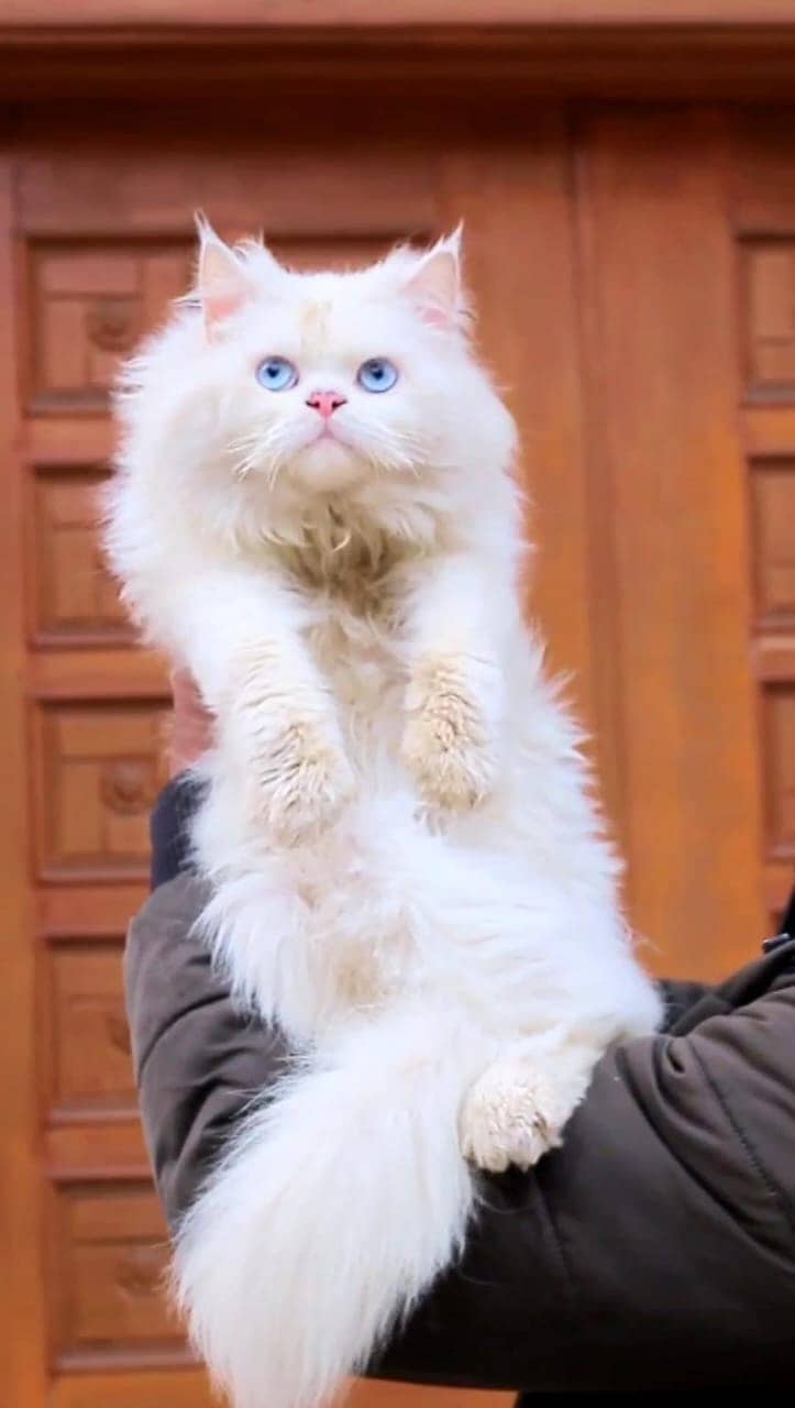 Persian | Tripple Coat | Fluffy | Cute face | Blue eye | Billi | Cat 13