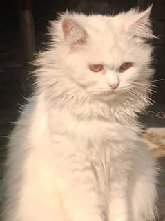 tripled coated Persian female cat for sale