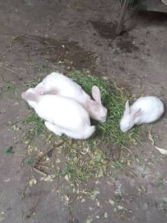 RABBITS