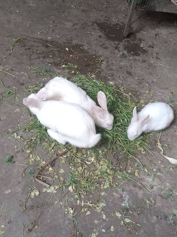 RABBITS FOR SALE 0