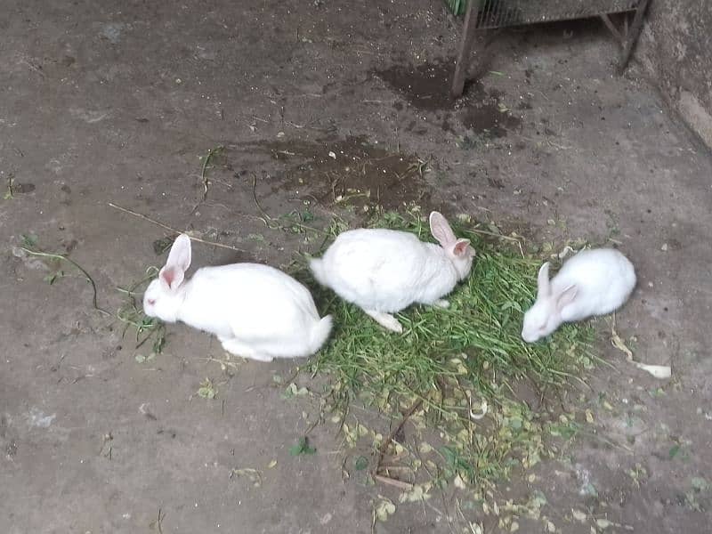 RABBITS FOR SALE 1