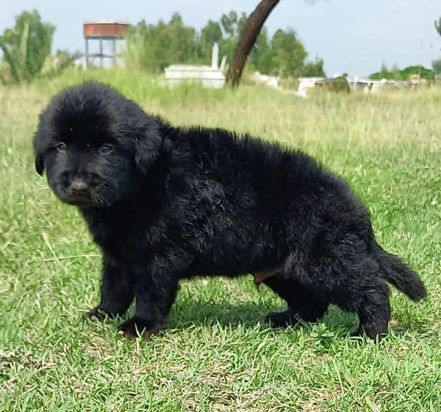 black Shepherd men 2 month for sale 0