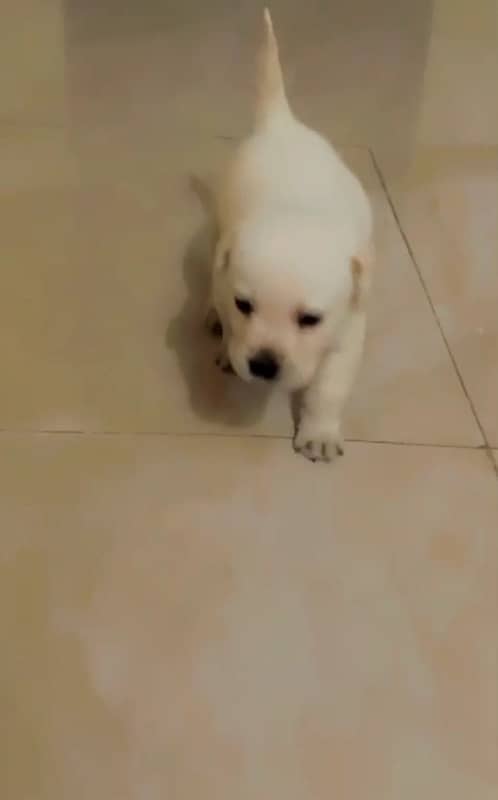 Labradog puppy for sale serbian breed 0