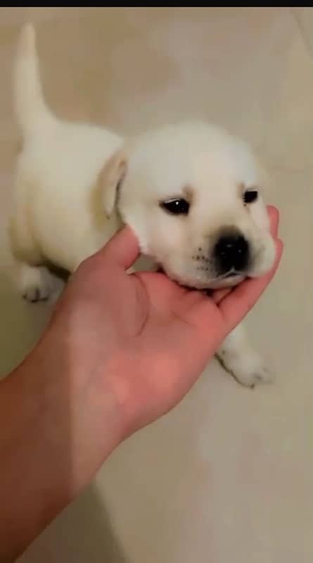 Labradog puppy for sale serbian breed 1