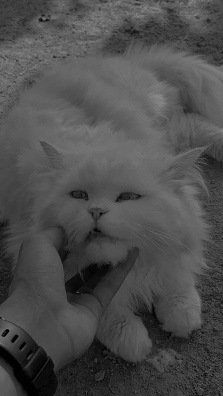 cat white persian triple coat 0