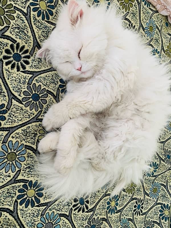 cat white persian triple coat 1