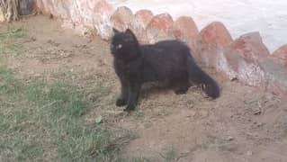 Russian cat with long hairs