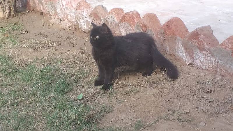 Russian cat with long hairs 0