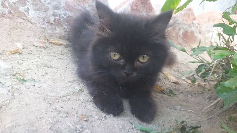 Russian cat with long hairs 1