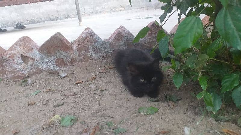 Russian cat with long hairs 2