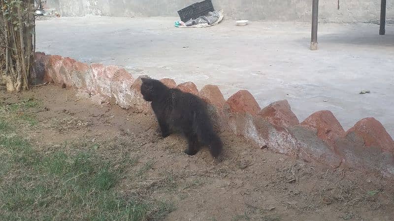 Russian cat with long hairs 3