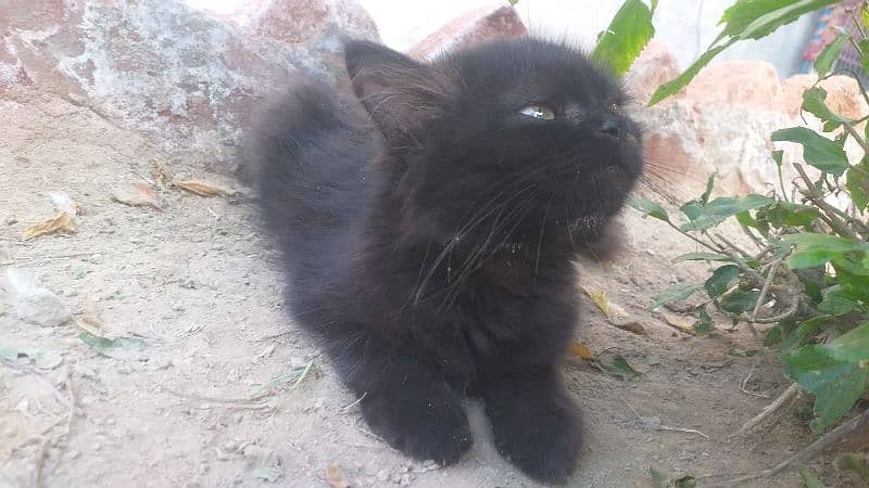 Russian cat with long hairs 4