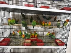 Love Bird Colony