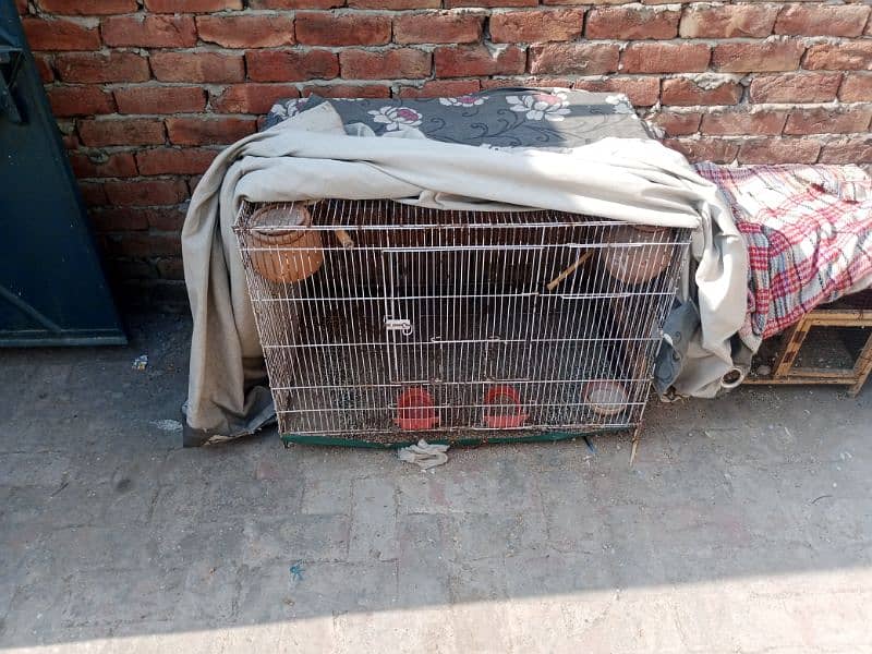 One cage with budgies. 3