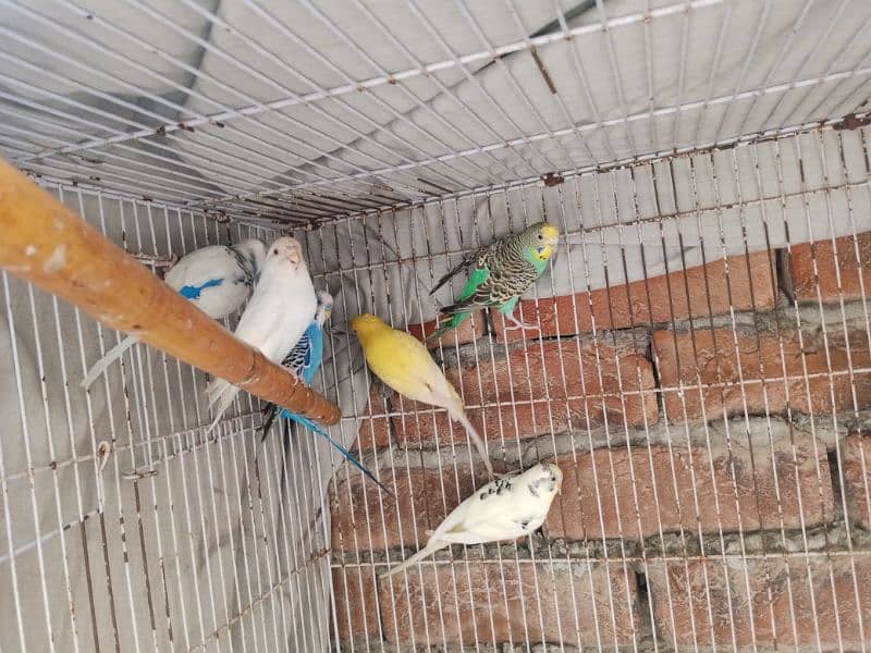 One cage with budgies. 6