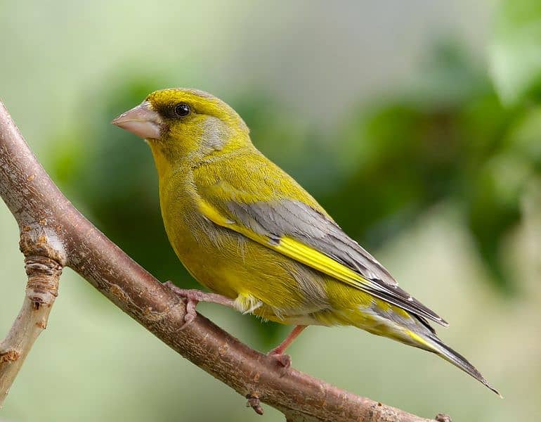 green finch 0