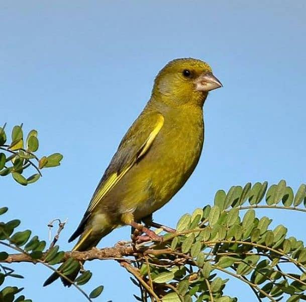 green finch 1