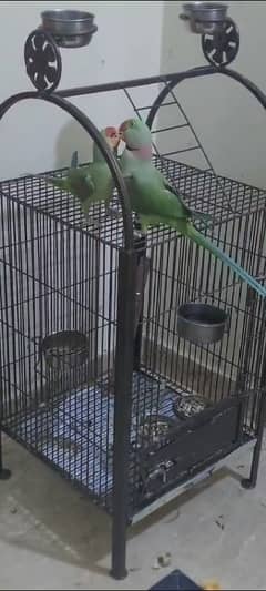 Talking Raw Parrots