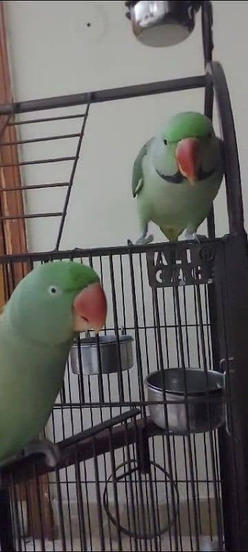 Talking Raw Parrots 2