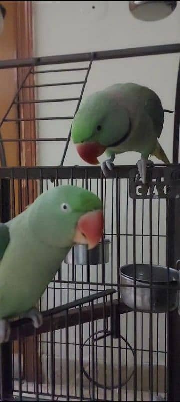 Talking Raw Parrots 4