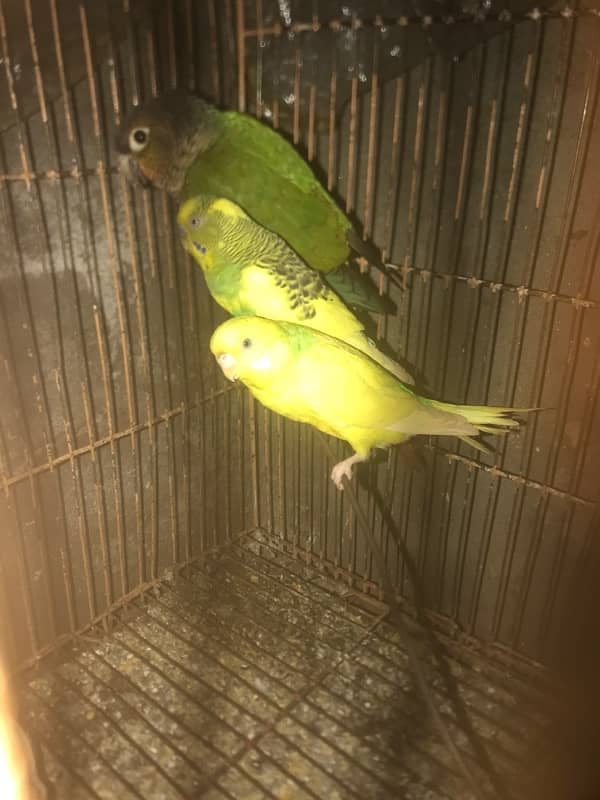 green cheek conure 1