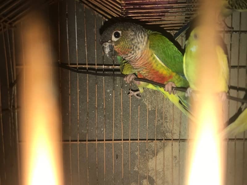 green cheek conure 2