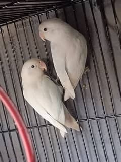 albino black aye pair for sale