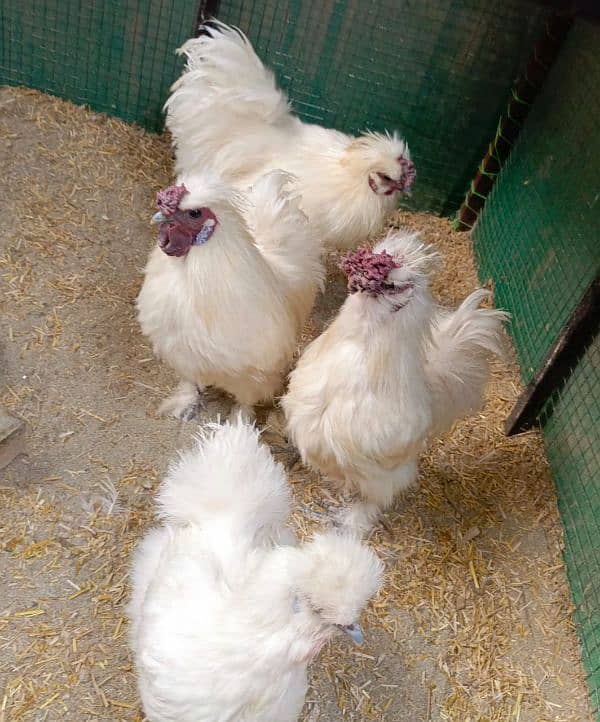 white Silke hens (3x cocks and 1x hen) are available for sale 0