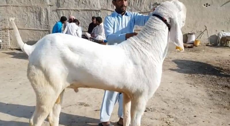 gulabi Bakra for sale/0349,20,22,936 1