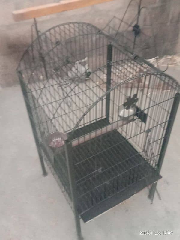 Gray parrot , Pahari Raw , Ring neck , cocktail cage 1