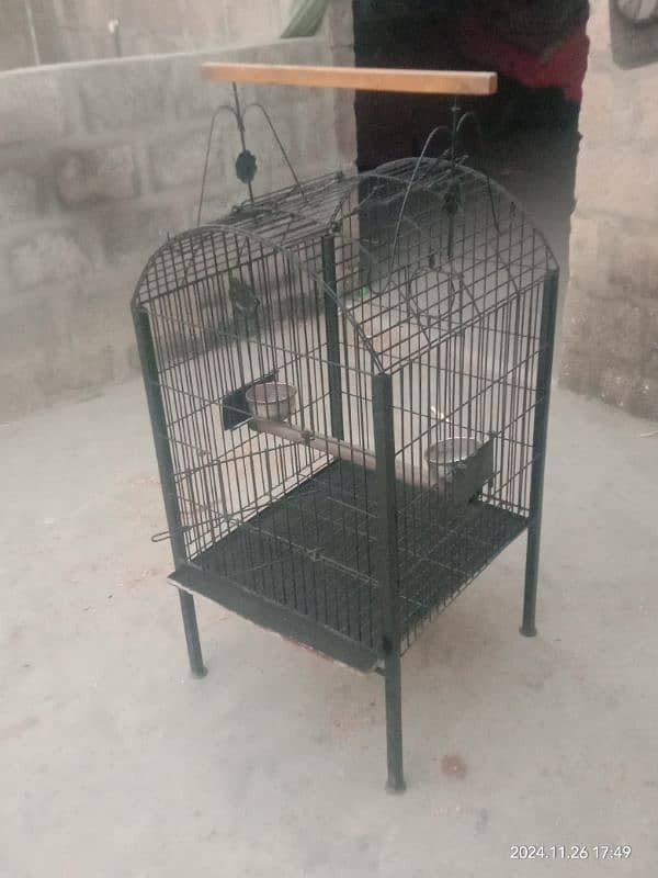 Gray parrot , Pahari Raw , Ring neck , cocktail cage 2