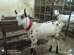 Rajanpuri goat / barbari teddy bakra / goat baby / بکری