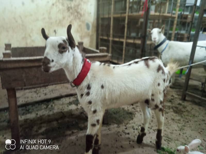 Rajanpuri goat / barbari teddy bakra / goat baby / بکری 0