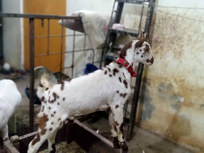 Rajanpuri goat / barbari teddy bakra / goat baby / بکری 1