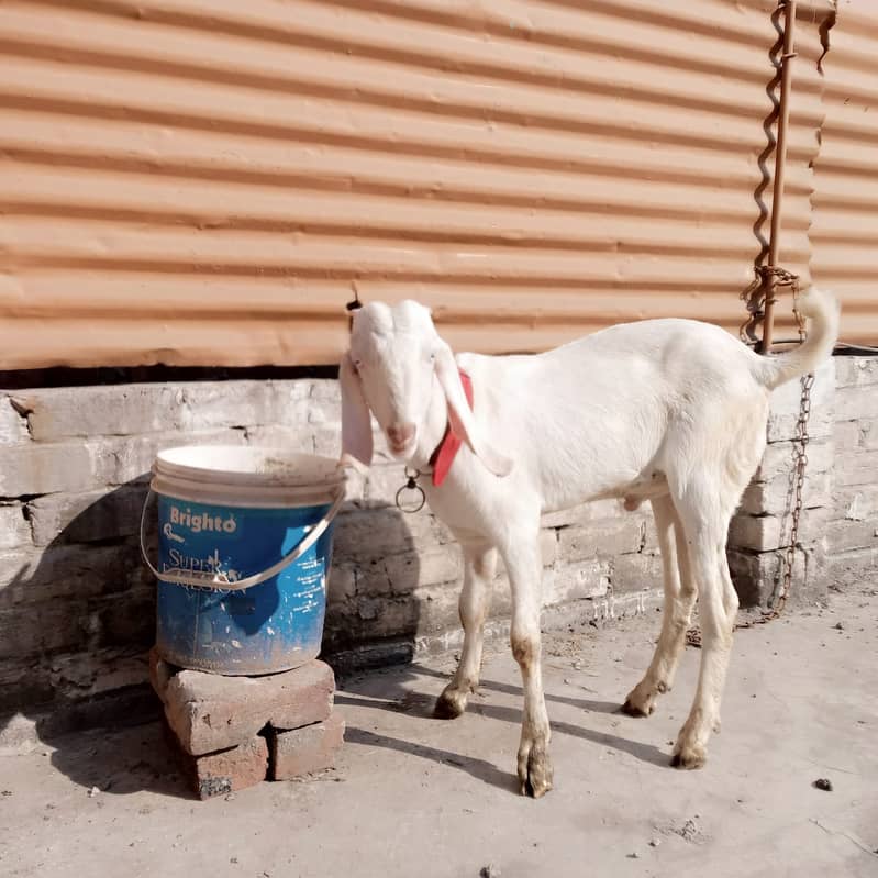 Rajanpuri goat / barbari teddy bakra / goat baby / بکری 2