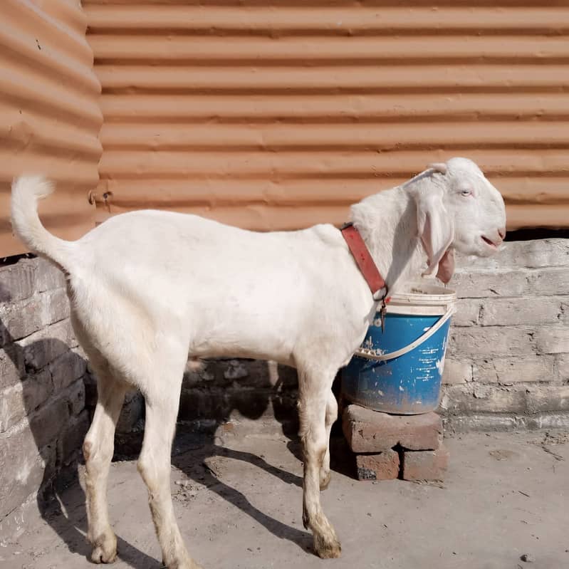 Rajanpuri goat / barbari teddy bakra / goat baby / بکری 3