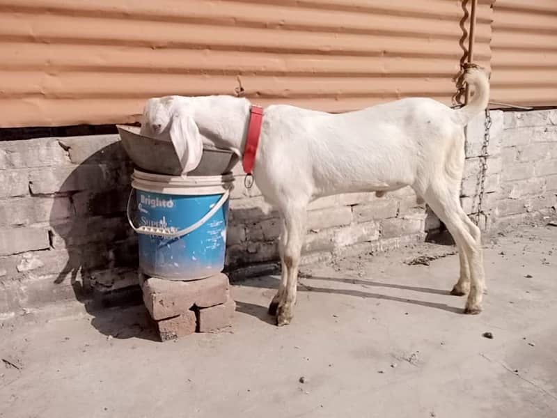 Rajanpuri goat / barbari teddy bakra / goat baby / بکری 4