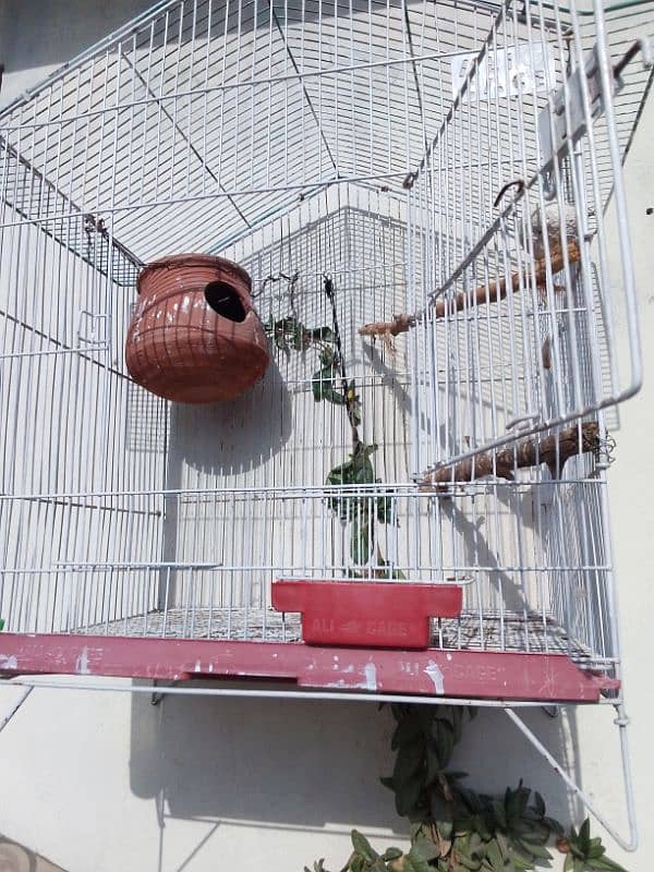 single fisher lovebird(female)  and it's cage 0