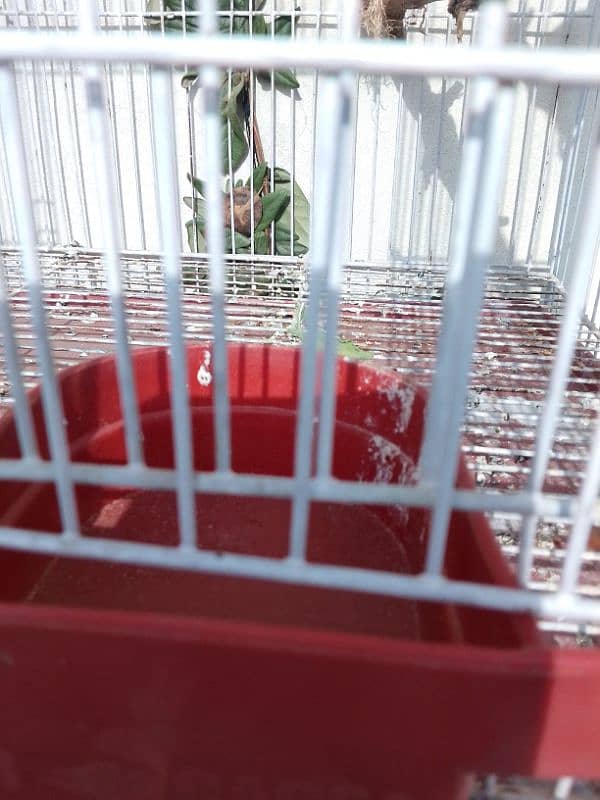 single fisher lovebird(female)  and it's cage 1