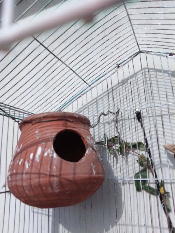 single fisher lovebird(female)  and it's cage 3