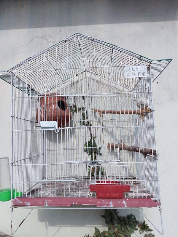 single fisher lovebird(female)  and it's cage 4