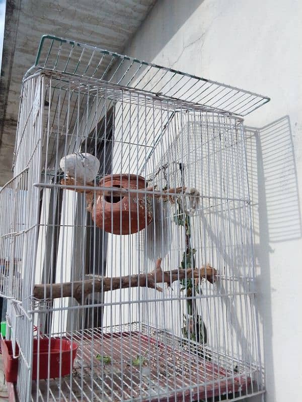 single fisher lovebird(female)  and it's cage 5