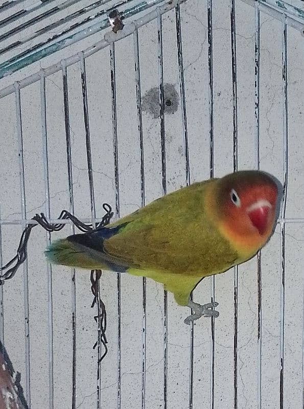 single fisher lovebird(female)  and it's cage 6