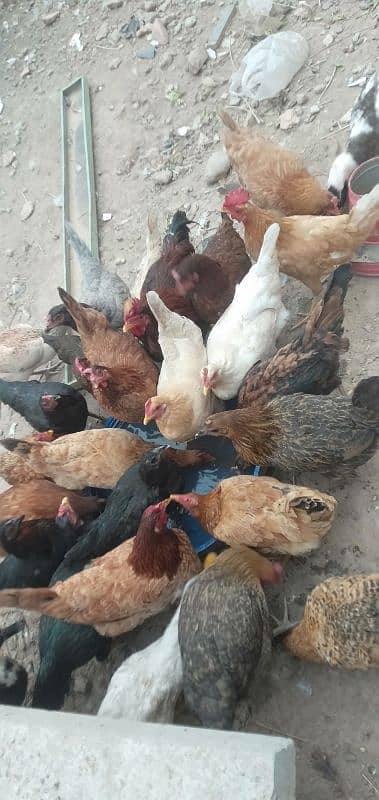 Egg Laying Hens For Urgent Sale Rs 1500 per pcs 0